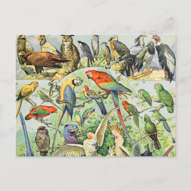 Carte Postale oiseaux Adolphe Millot A (Devant)