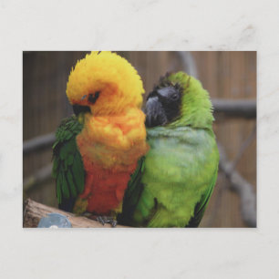 Carte Postale Oiseaux affectueux