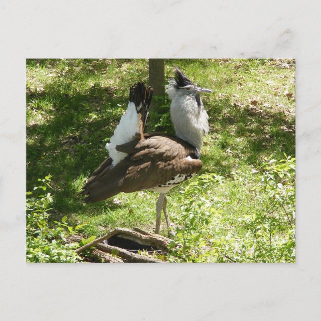 Carte Postale Oiseaux africains : Kori Bustard (Devant)