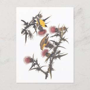 Carte Postale Oiseaux américains d'Audubon Goldfinch