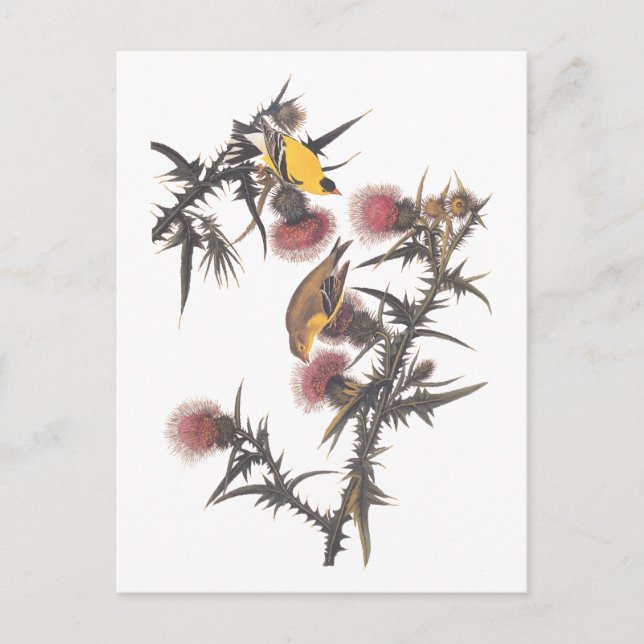 Carte Postale Oiseaux américains d'Audubon Goldfinch (Devant)
