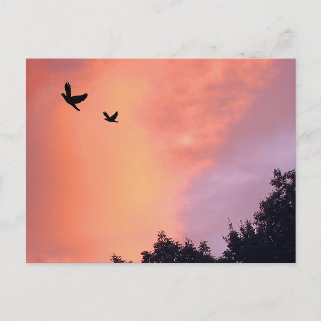 Carte Postale Oiseaux au coucher du soleil (Devant)