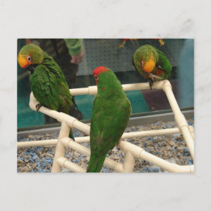 Carte Postale Oiseaux au magasin pour animaux de compagnie