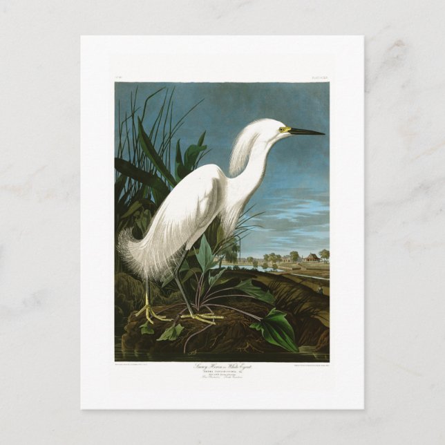 Carte Postale Oiseaux blancs d'Audubon de héron de héron de (Devant)