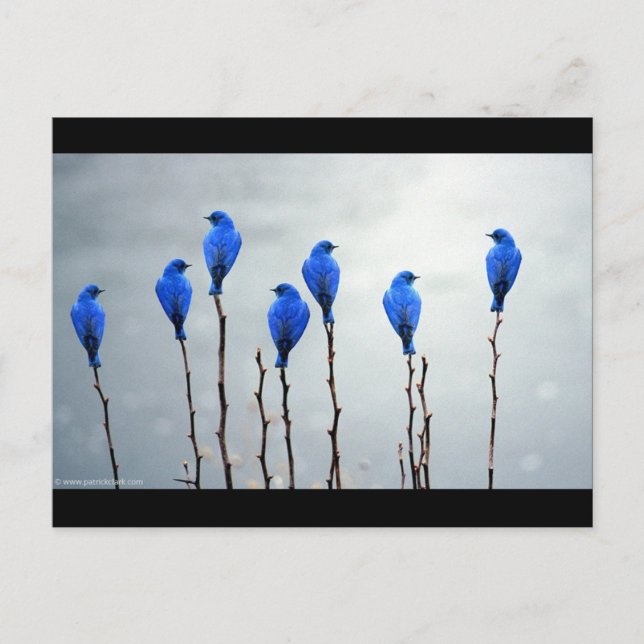 Carte Postale Oiseaux bleus (Devant)