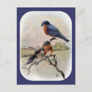 Carte Postale Oiseaux bleus de l'Est avec bébé