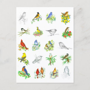 Carte Postale Oiseaux Bluebird Cardinal Chickadee Ornithologie A
