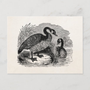 Carte Postale Oiseaux canadiens vintages - Oiseaux Modèles