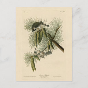 Carte Postale Oiseaux d'Amérique à pois (touffus)