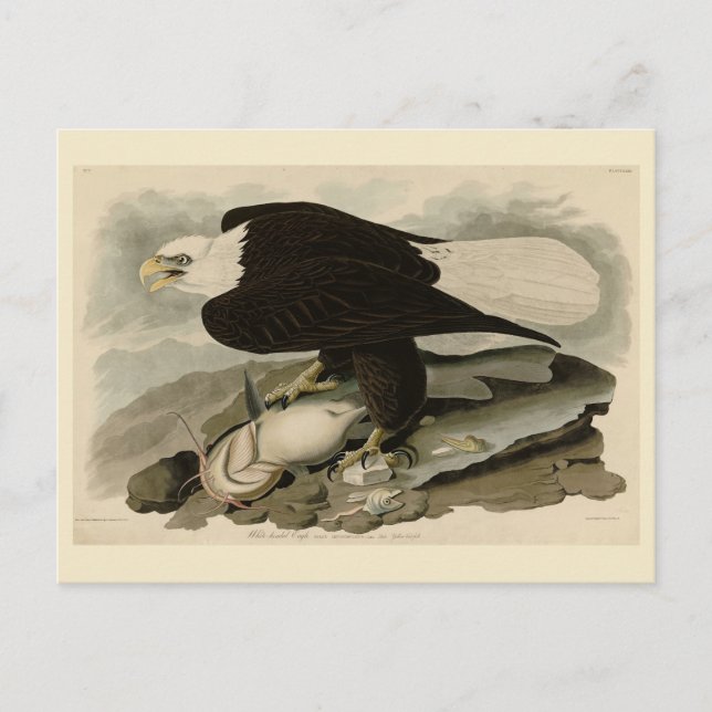 Carte Postale Oiseaux d'Amérique à tête blanche (aigle à tête bl (Devant)