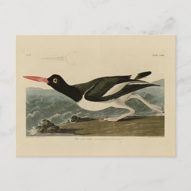 Carte Postale Oiseaux d'Amérique d'Audubon (Devant)