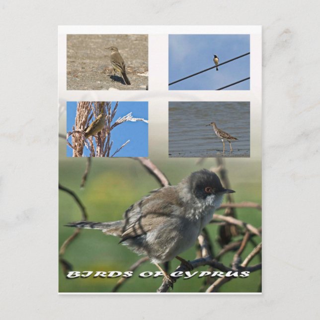 Carte postale Oiseaux de Chypre (Devant)
