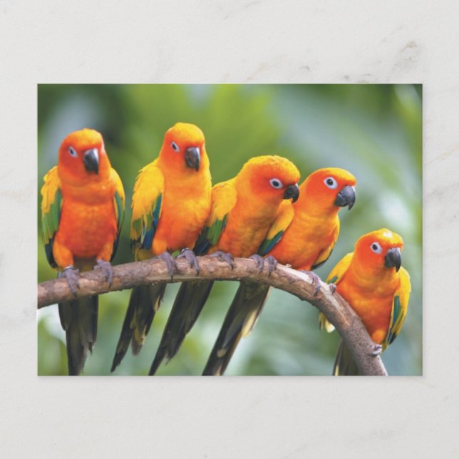 Carte Postale Oiseaux de couleur (Devant)