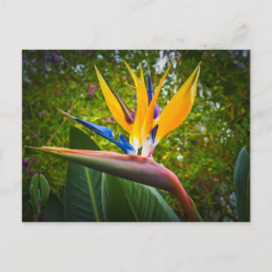 Carte Postale Oiseaux De Fleur Paradisiaque