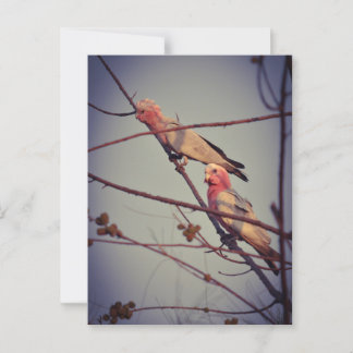 Carte Postale Oiseaux de Galah dans l'arbre2