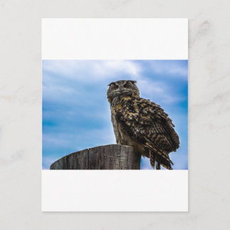 Carte Postale Oiseaux de hibou Plumes Animaux Nature Destinée Pa