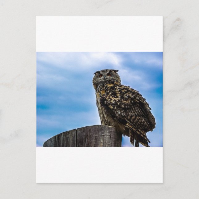 Carte Postale Oiseaux de hibou Plumes Animaux Nature Destinée Pa (Devant)