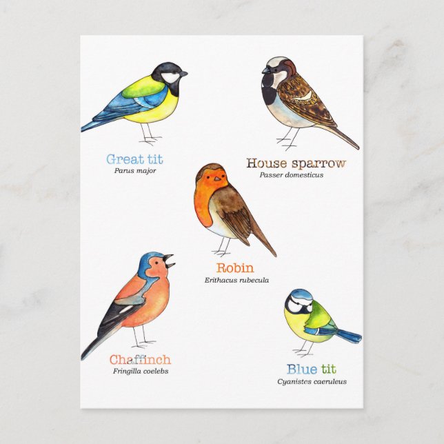 Carte Postale Oiseaux de jardin colorés (Devant)