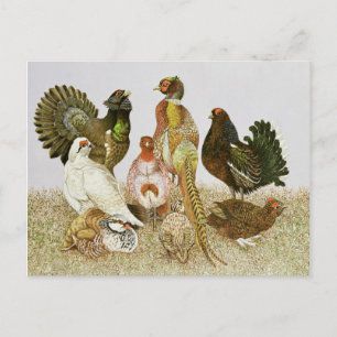 Carte Postale Oiseaux de jeu