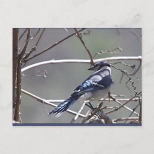 Carte Postale Oiseaux de la vallée de Shenandoah : Jay bleu/Card