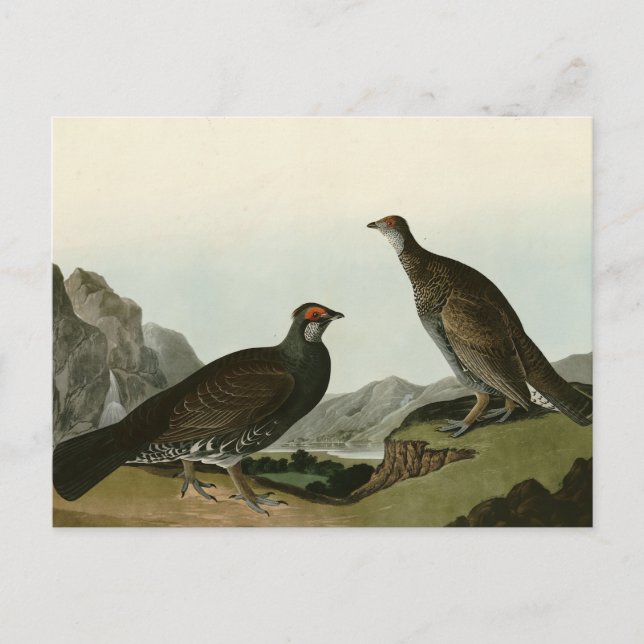 Carte Postale Oiseaux de l'Amérique du Nord (Devant)