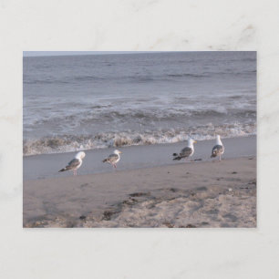 Carte Postale oiseaux de plage