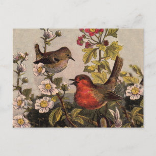 Carte Postale Oiseaux de printemps Robin Oiseaux rouges