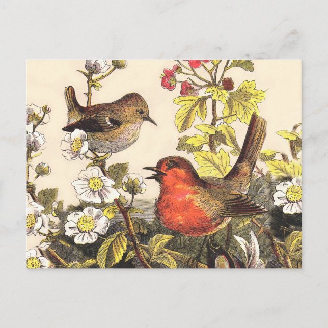 Carte Postale Oiseaux de printemps Robin Oiseaux rouges (Devant)