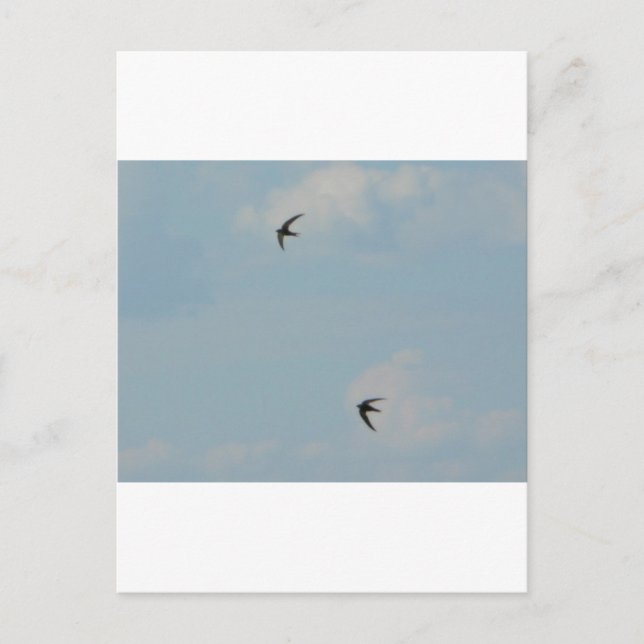Carte Postale Oiseaux d'hirondelles (Devant)