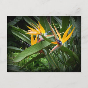 Carte postale Oiseaux du Paradis