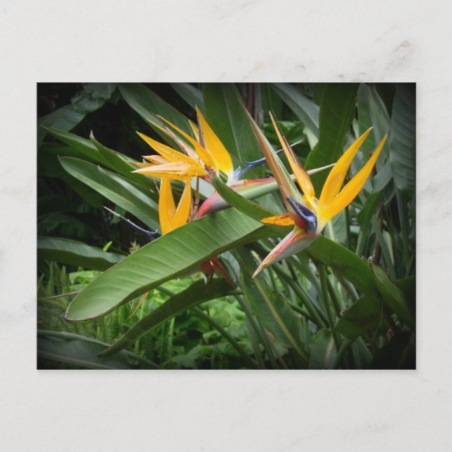 Carte postale Oiseaux du Paradis (Devant)