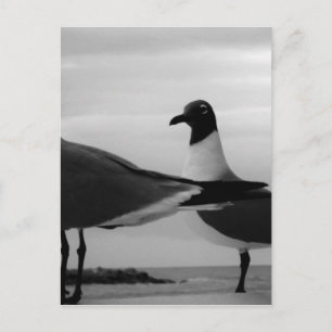Carte Postale Oiseaux d'une plume