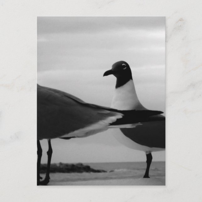 Carte Postale Oiseaux d'une plume (Devant)