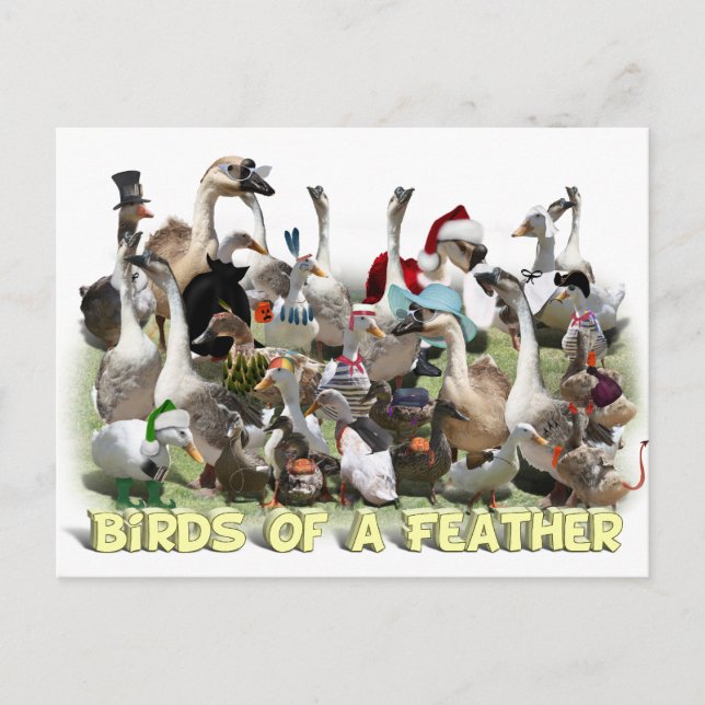 Carte Postale Oiseaux d'une plume (Devant)