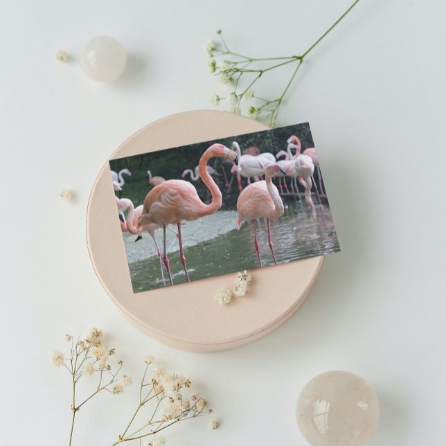 Carte Postale Oiseaux Flamants roses (Créateur téléchargé)