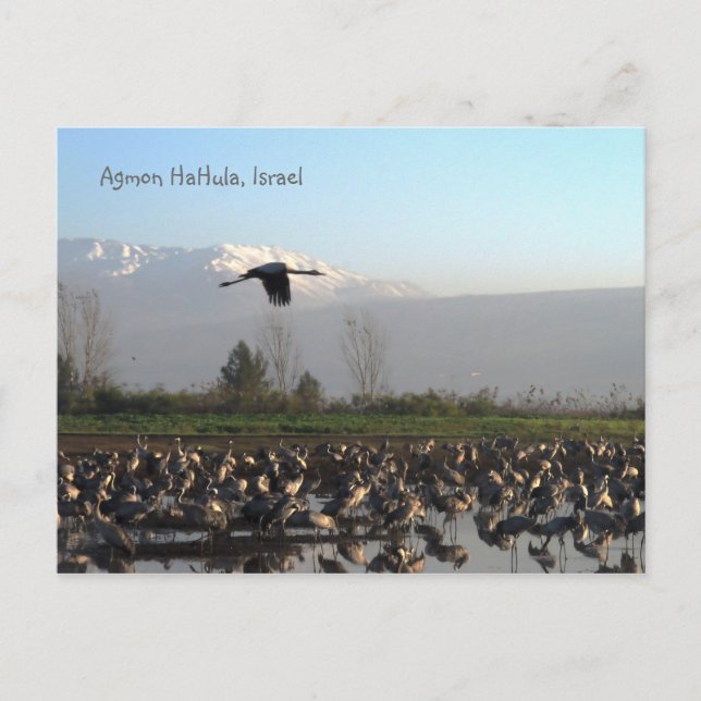 Carte postale Oiseaux migrateurs en Israël (Devant)