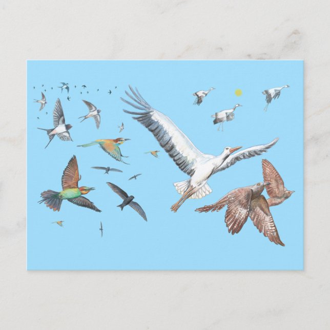 Carte Postale Oiseaux migrateurs traçant leurs vols Illustration (Devant)