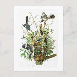 Carte Postale Oiseaux moqueurs de John James Audubon d'oiseau de