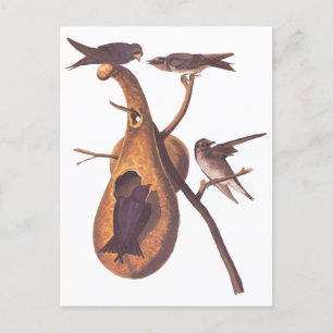 Carte Postale Oiseaux pourpres Martin Audubon avec Gourd Home