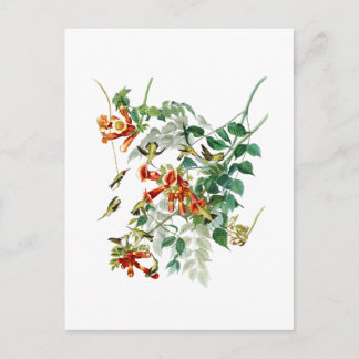 Carte Postale oiseaux Rubis-throated Amérique d'Audubon d'oiseau