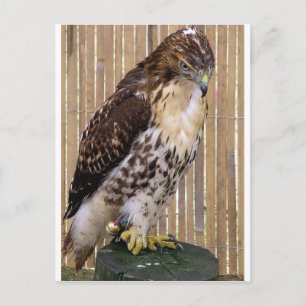 Carte Postale Oiseaux sauvages : Buse à queue rouge