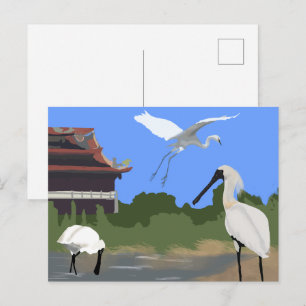 Carte Postale Oiseaux -- Spatules et Aigrettes
