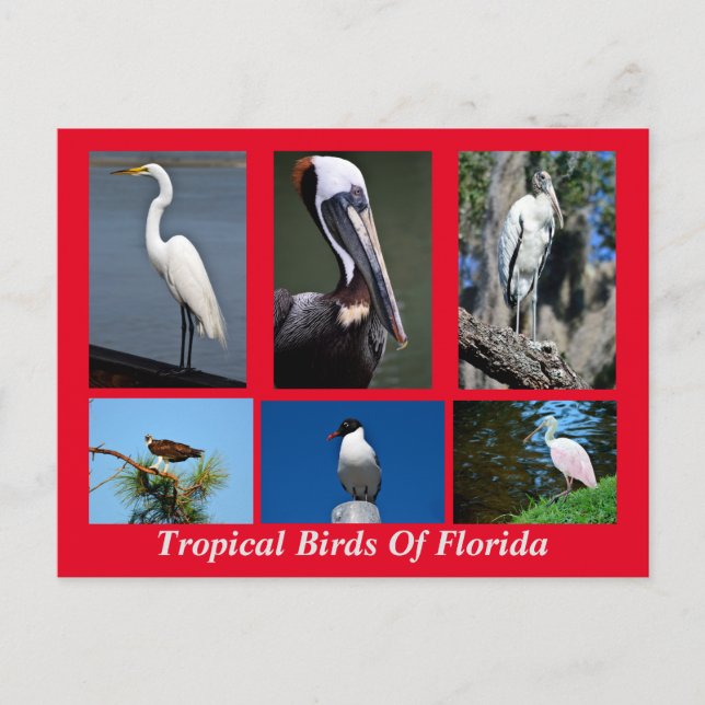 Carte Postale Oiseaux tropicaux de Floride (Devant)