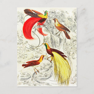 Carte Postale Oiseaux Tropicaux Vintages Élégants Du Paradis
