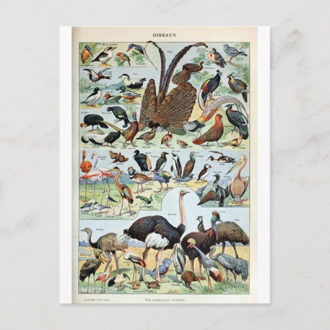 Carte Postale Oiseaux vintages du monde (Devant)