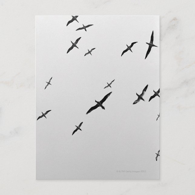 Carte Postale Oiseaux volant (Devant)