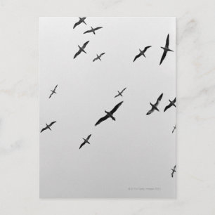 Carte Postale Oiseaux volant
