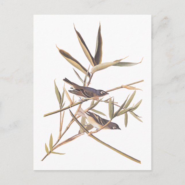 Carte Postale Oiseaux volants Vireo solitaire d'Audubon sur la c (Devant)