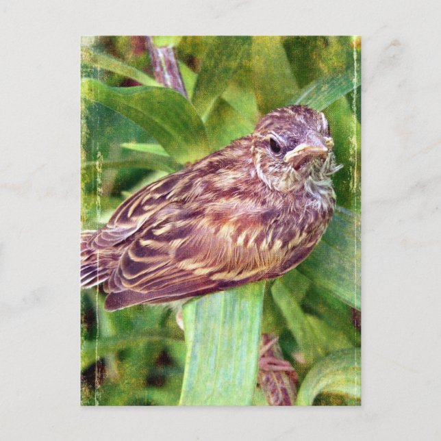 Carte Postale Oisillon (Devant)