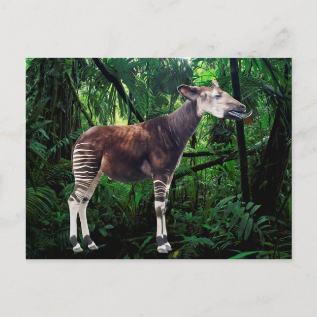 Carte Postale Okapi (Devant)